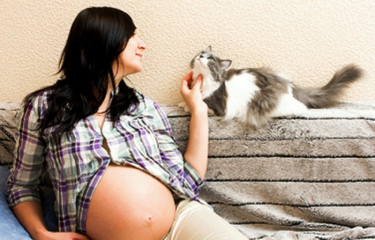 Беременность и кошка